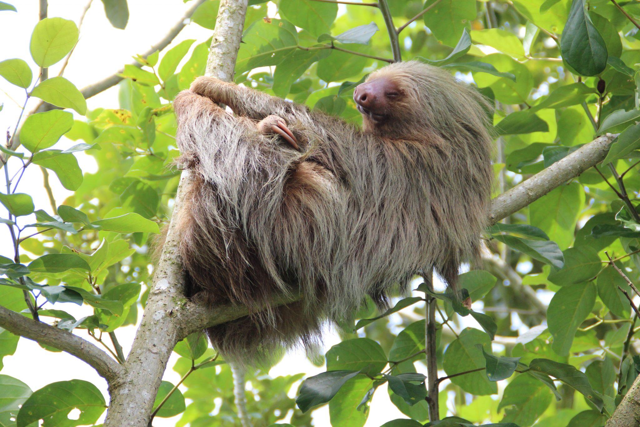 Sloth