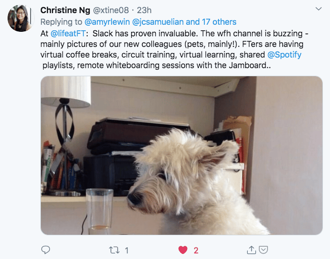 Photo of Twitter post with dog at home