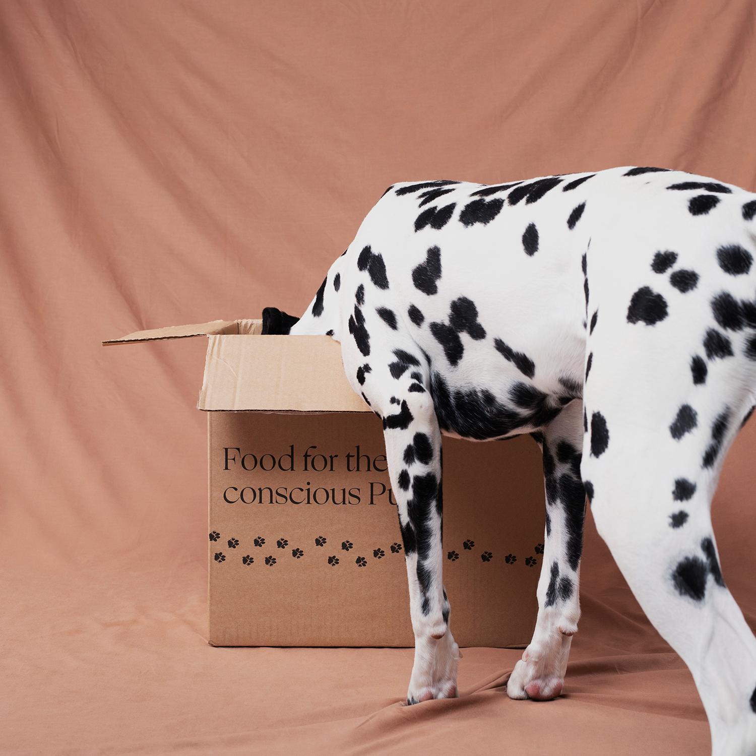 Dog eating Alvar Pet pet food
