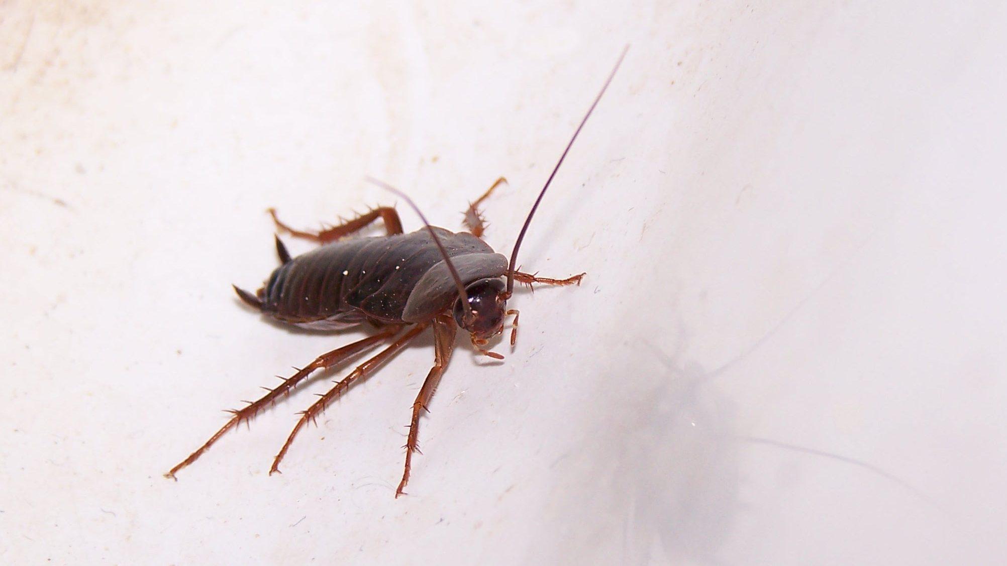 Cockroach