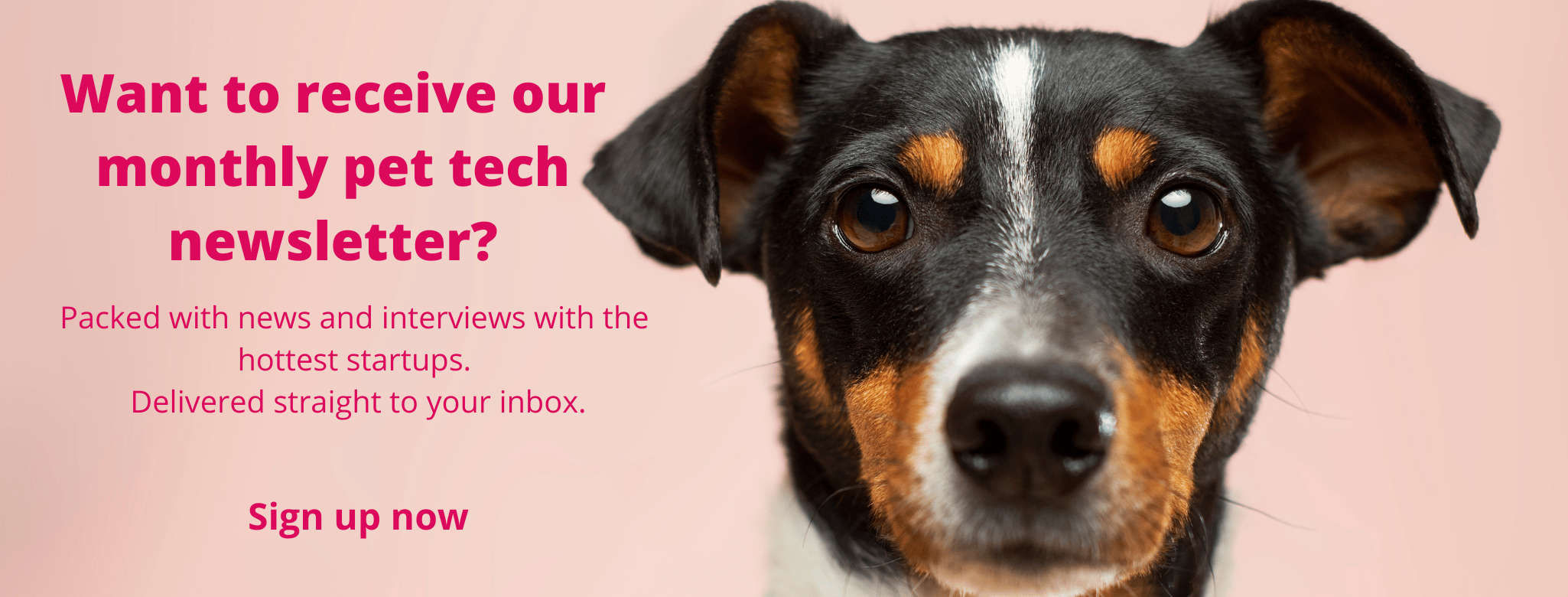Pet tech newsletter