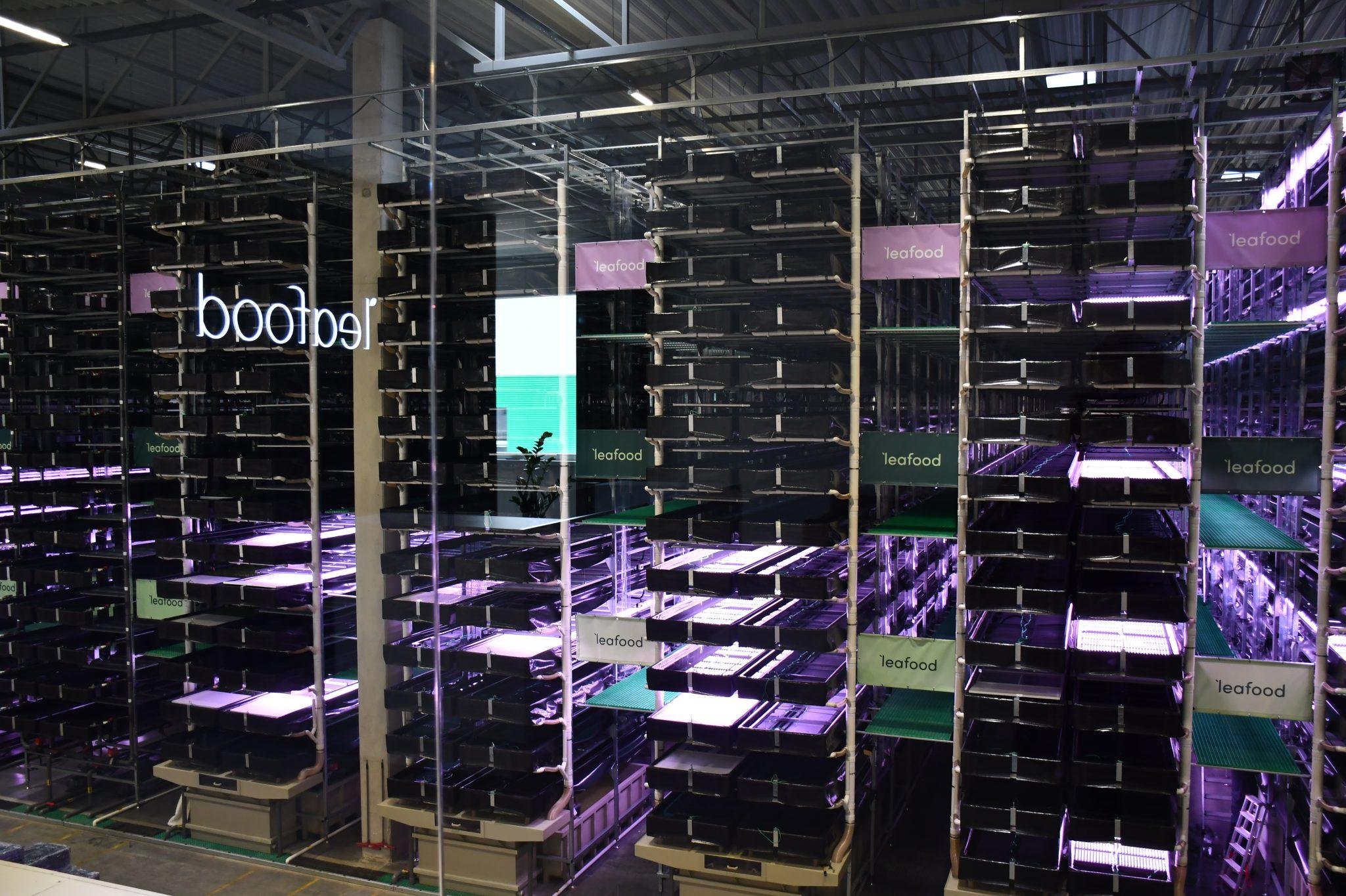 Leafood vertical farm. Picture by Mauro Battellini for Sifted