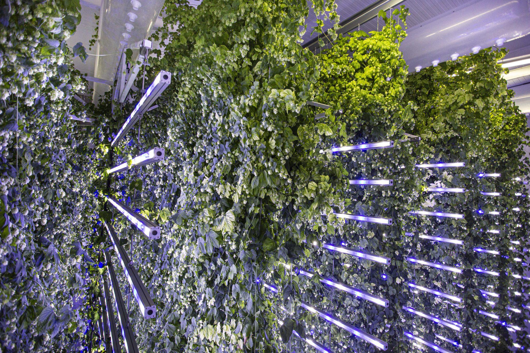 Hop plants grown at Ekonoke’s plant in Chantada, Galicia.