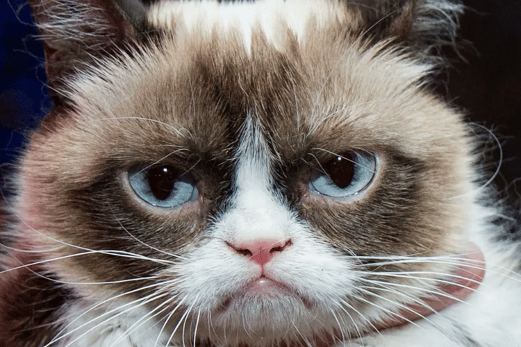 Grumpy cat Tuna