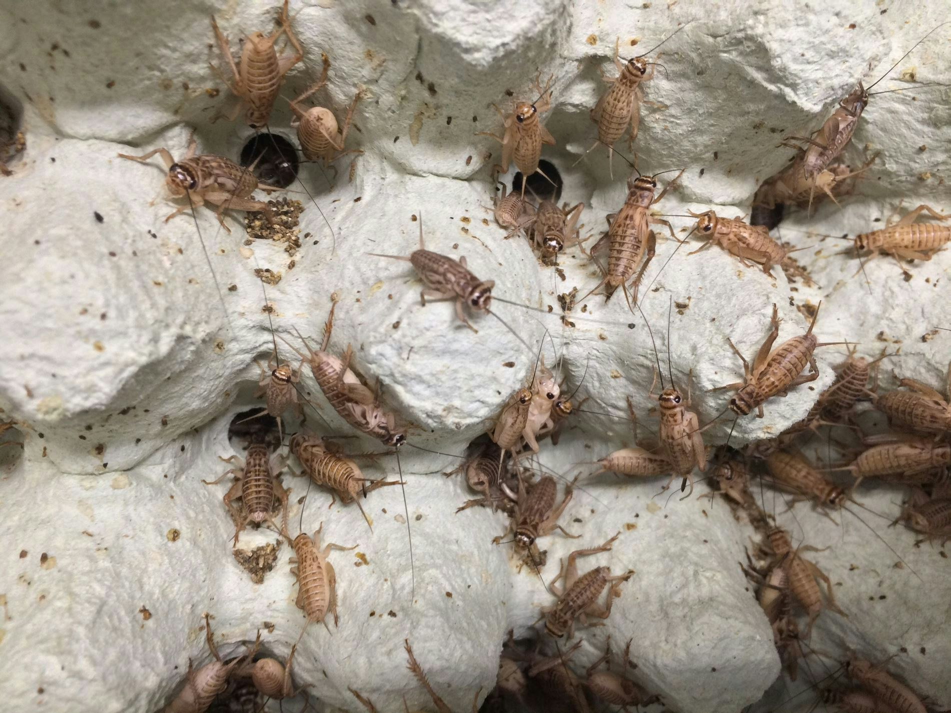 Photo of crickets growing in Pyhäsalmi mine
