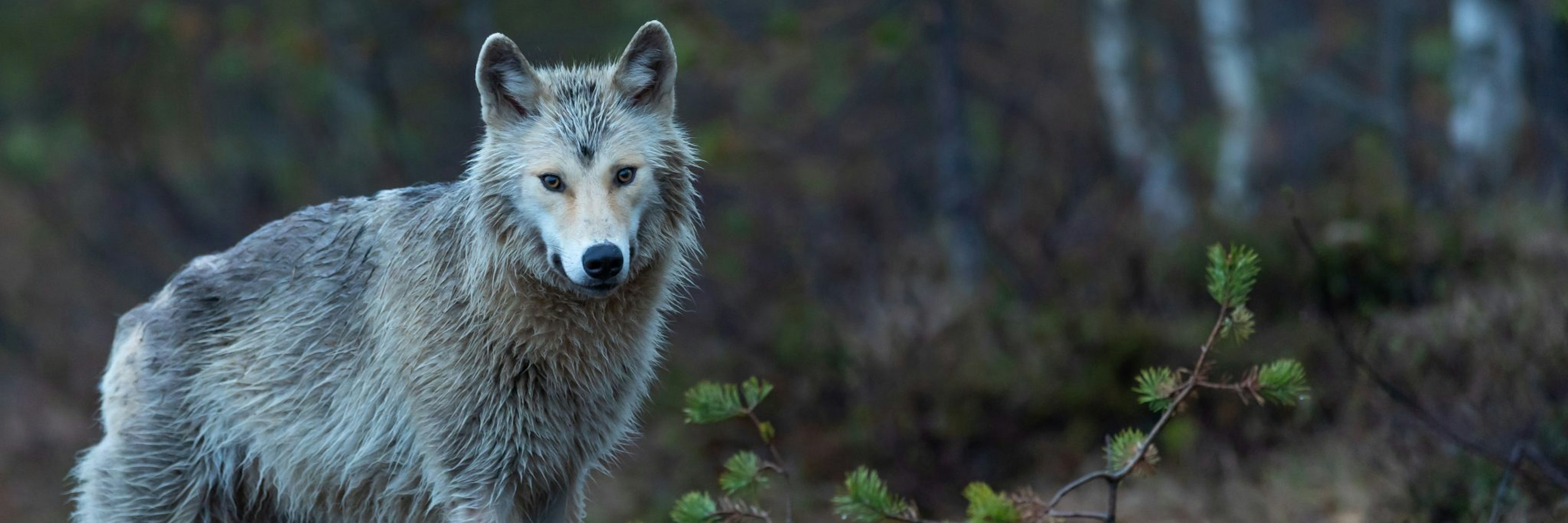 Photo of a wolf by Vincent van Zalinge on Unsplash