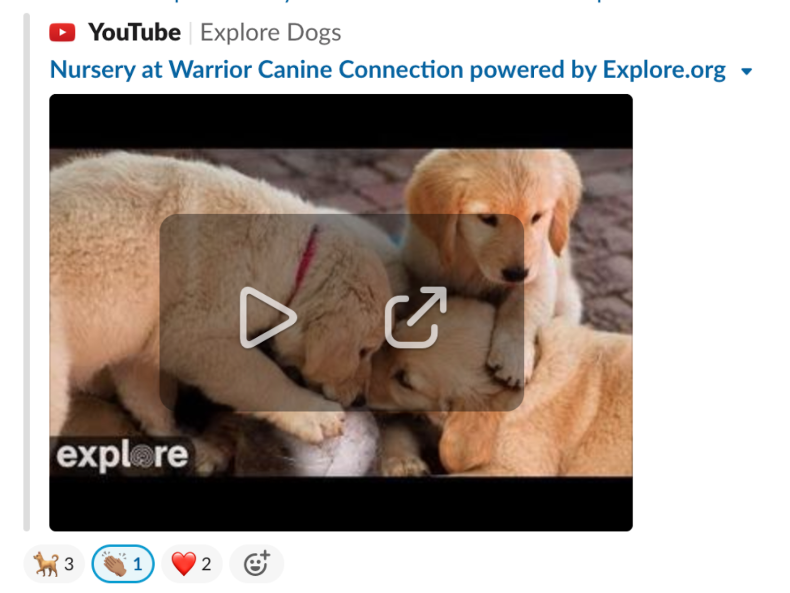 Photo of three puppies on a slack channel