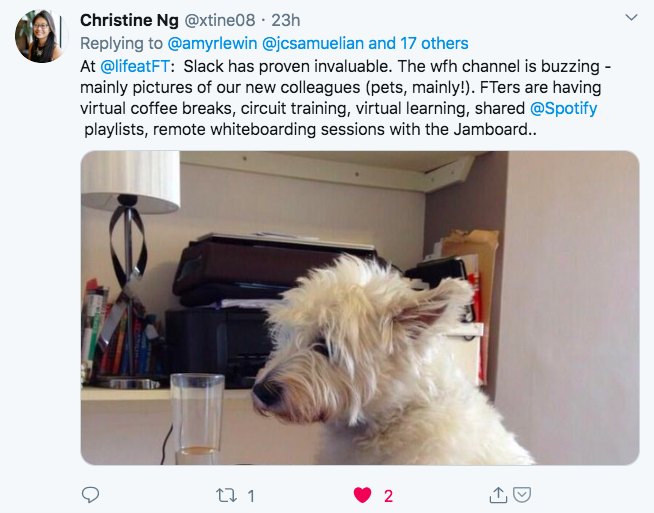 Photo of Twitter post with dog at home