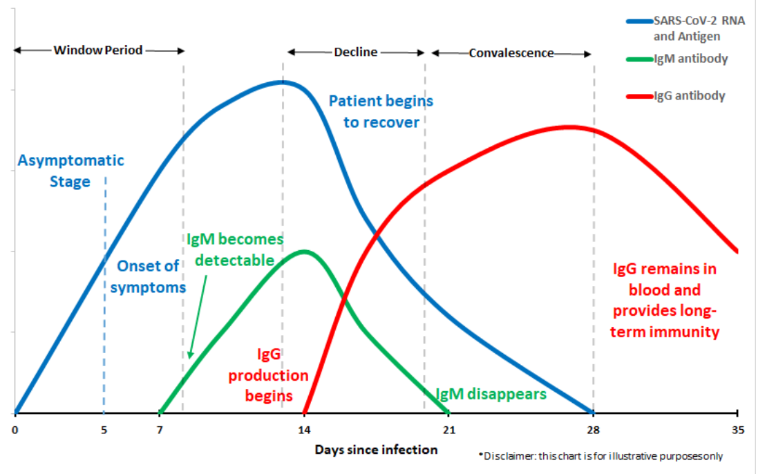 Chart showing when antibodies appear in human blood