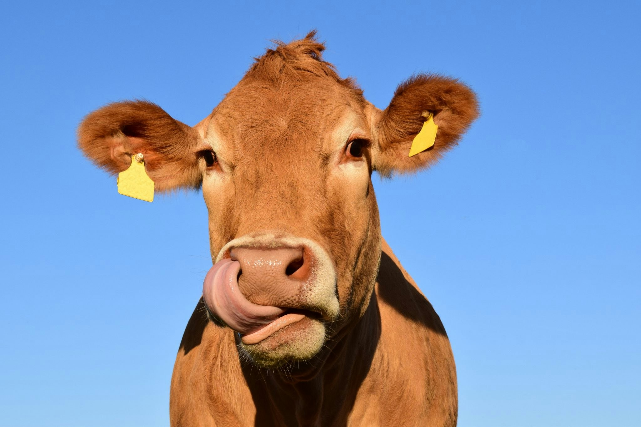Image of a brown cow
