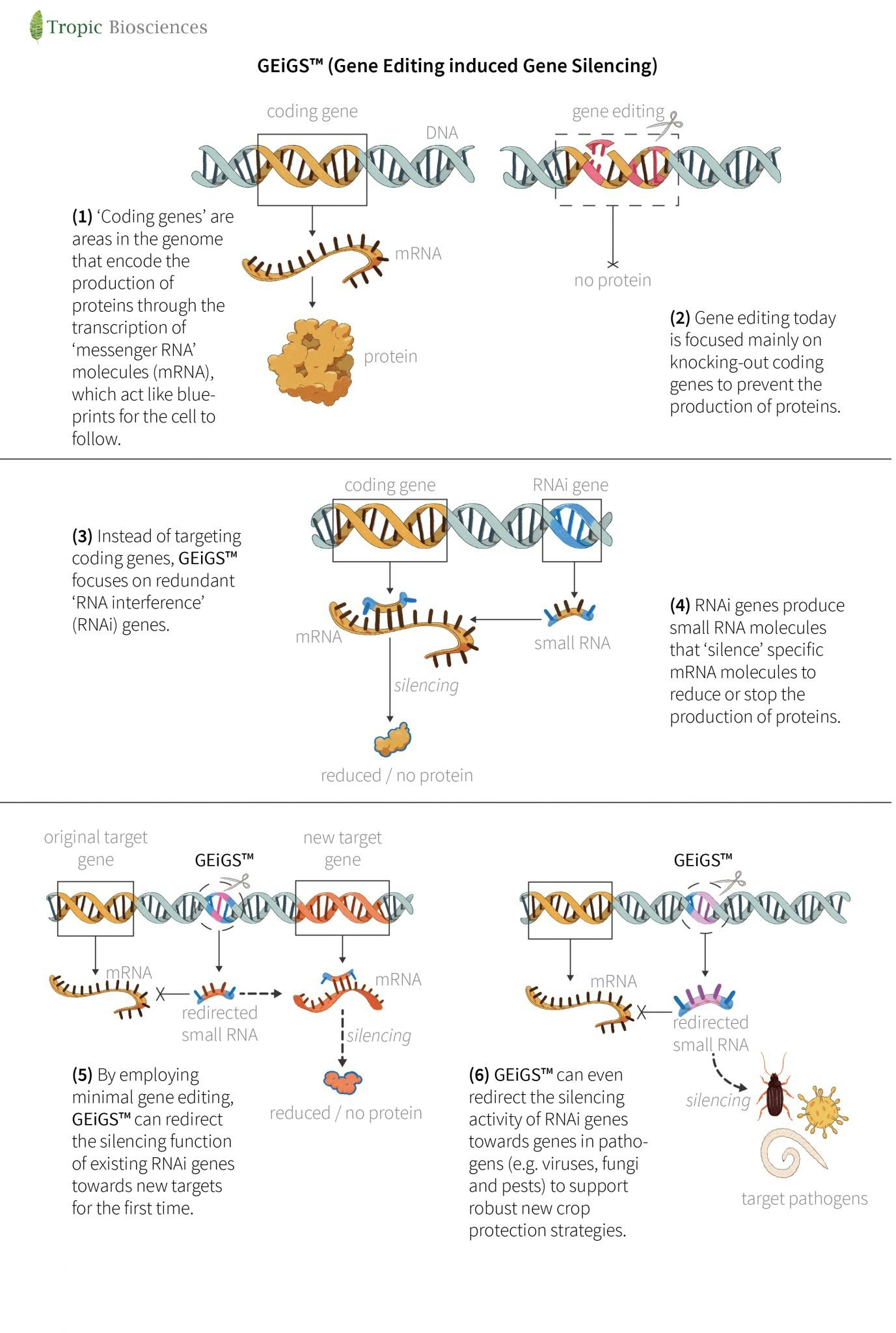 Tropic Biosciences GEIGS gene editing technique