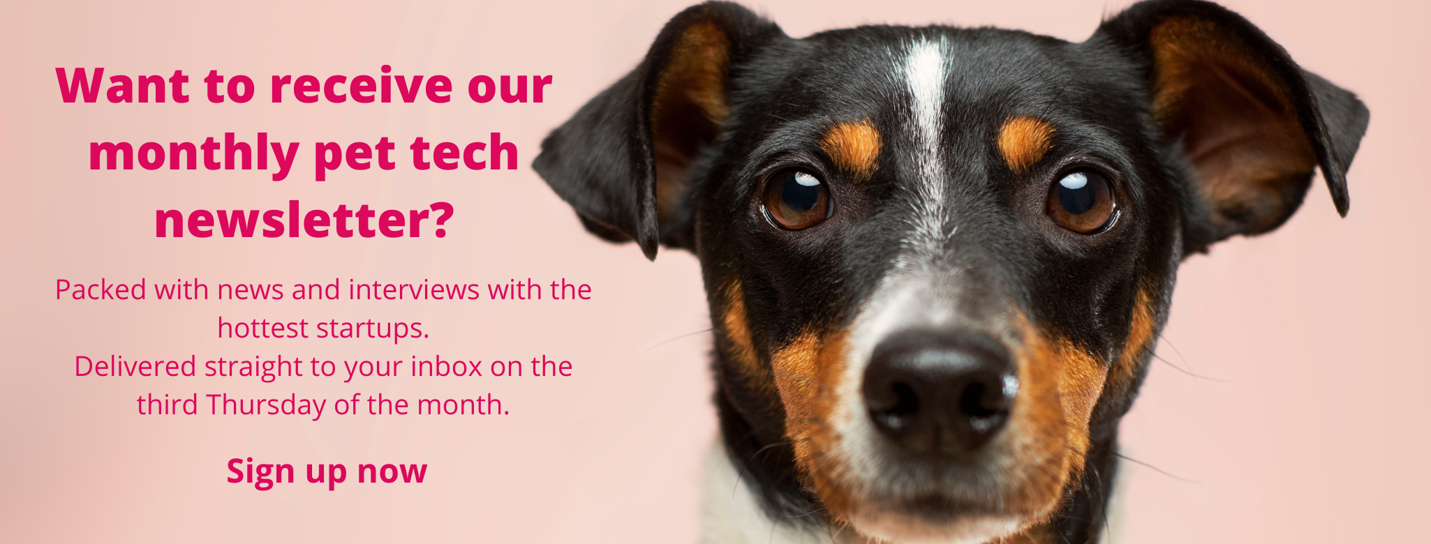 Sign up for the Sifted pet tech newsletter