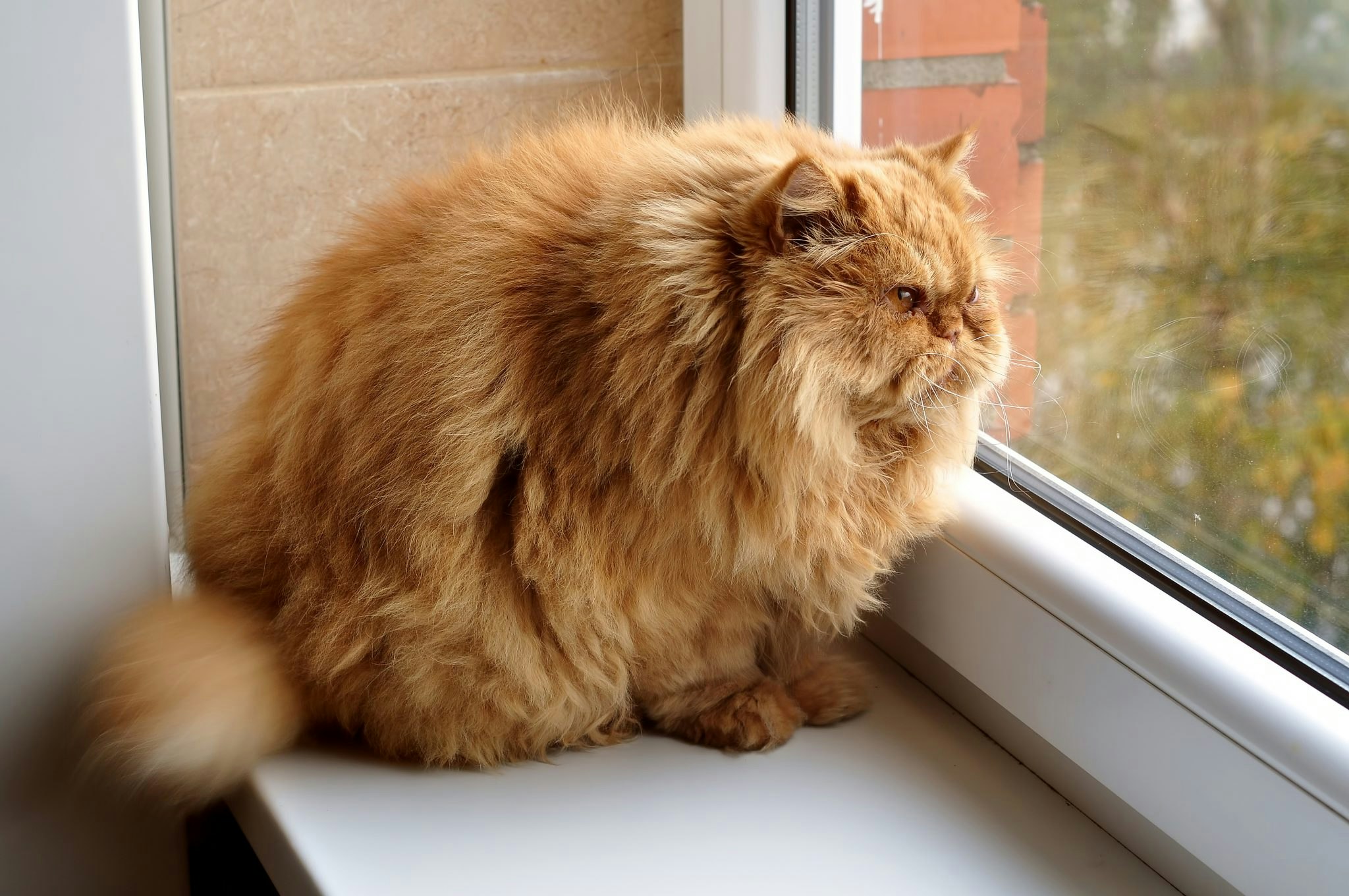 Picture of a fat cat