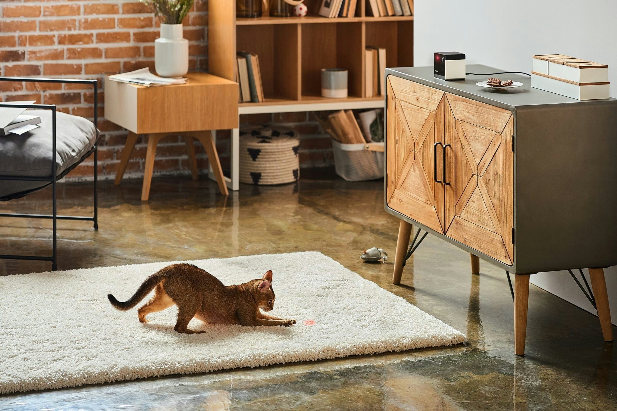 Cat playing with Petcube laser pointer