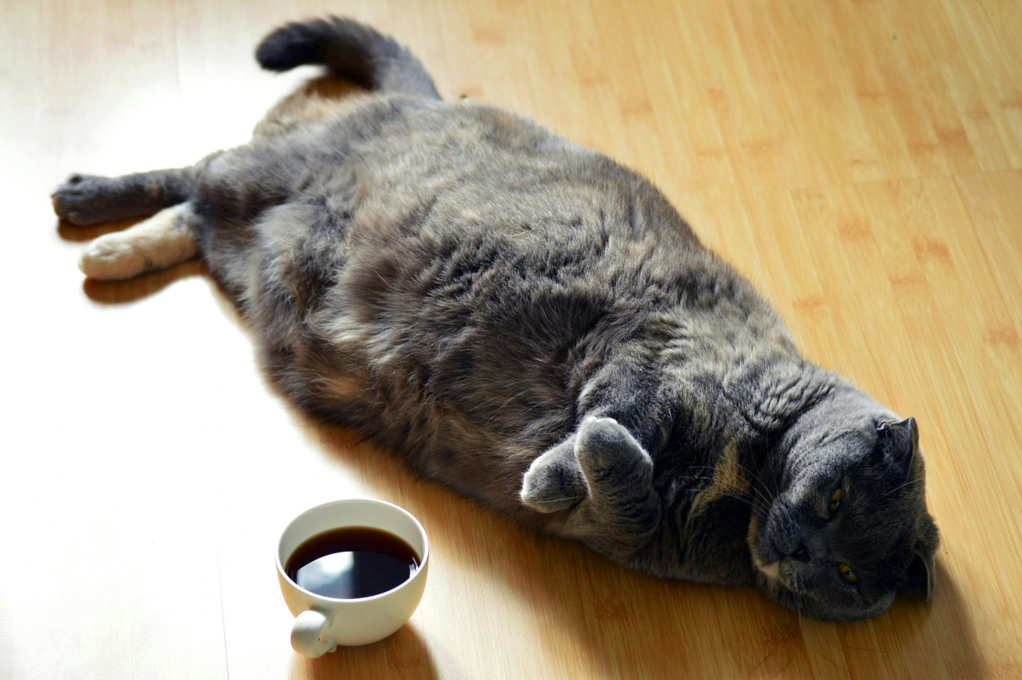 Fat cat lying next to a cup of coffee