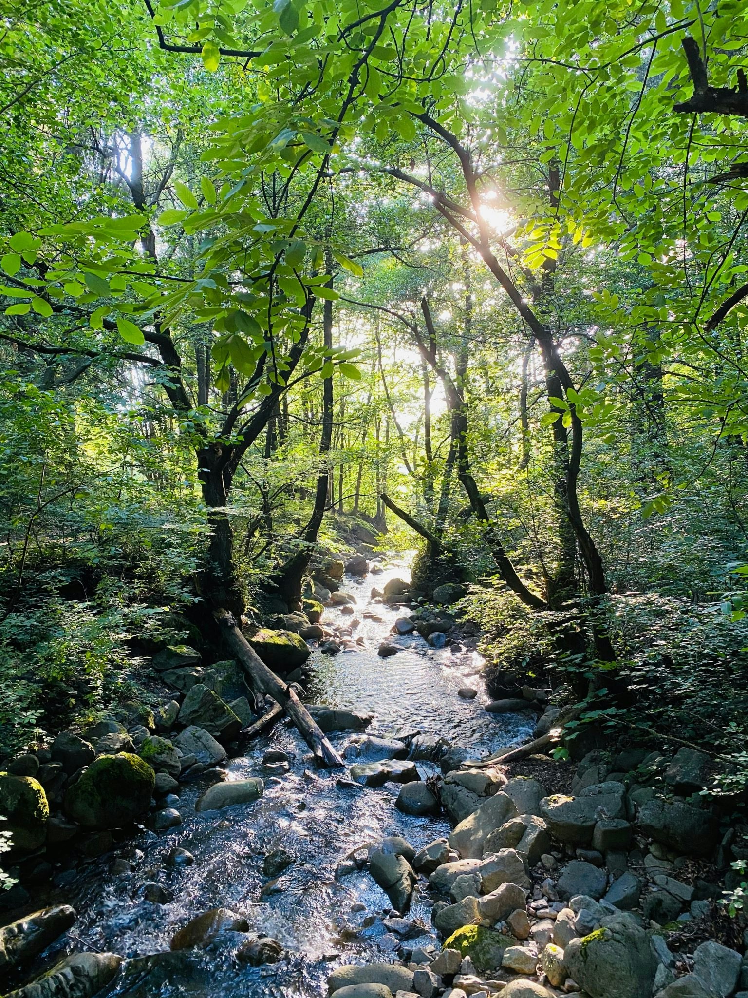 A stream in a forest near to the Philippen residence — one of many examples of relocating to the countryside in Europe.