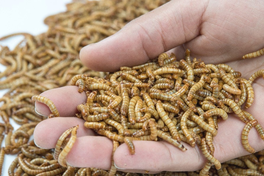 A photo of a hand holding a pile of mealworms (lovely!)