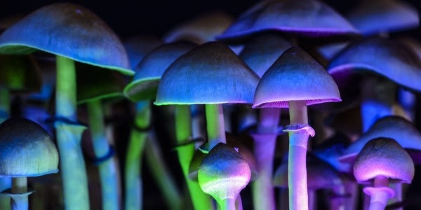 The startups that microdose magic mushrooms | Sifted