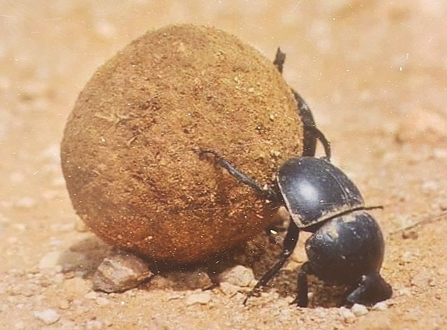 Dung beetle