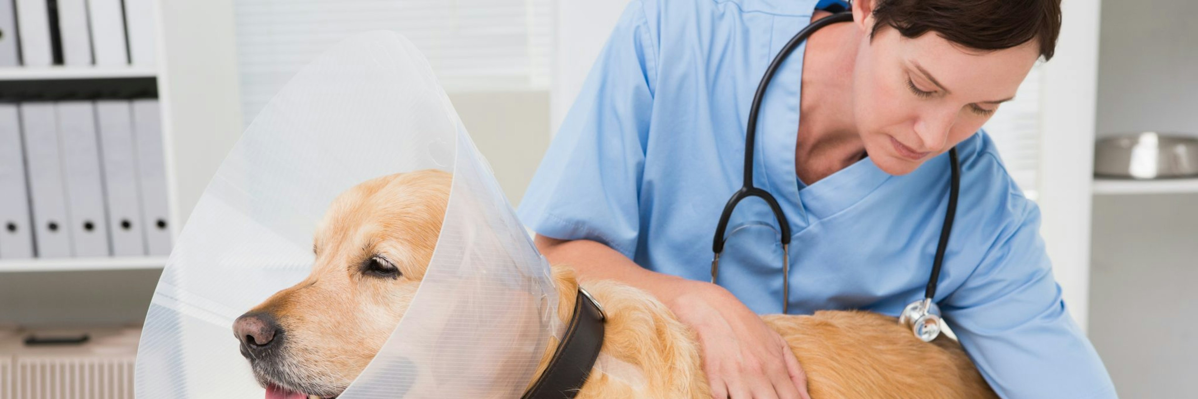 Dog with veterinatrian