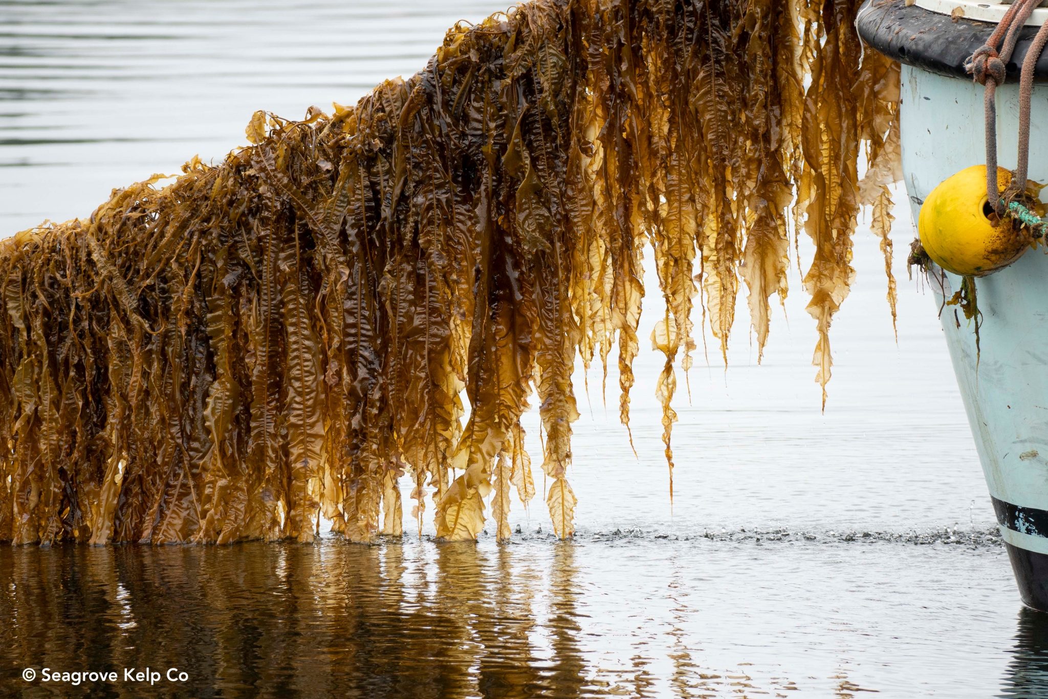 You will soon be eating seaweed Sifted