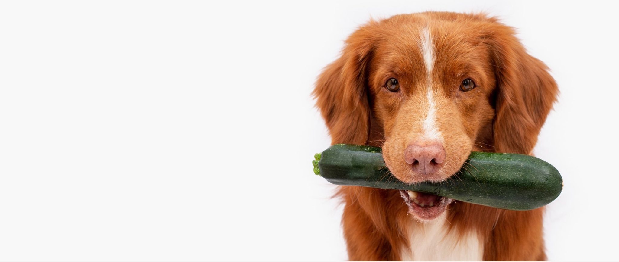 https://images.sifted.eu/wp-content/uploads/2021/11/02115336/Dog-with-courgette-scaled.jpeg?w=2048&h=870&q=75&fit=crop&auto=compress,format