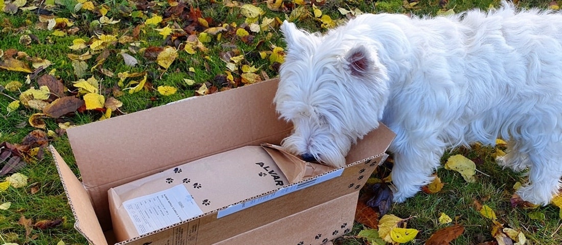 Dog sniffing Alvar pet food box