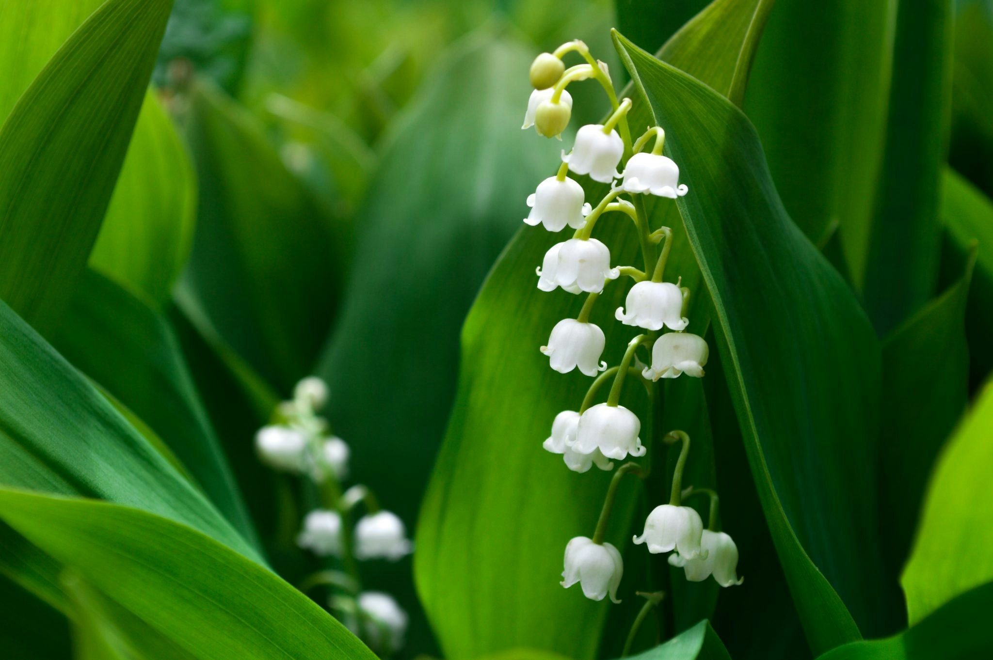 lily of the valley flower