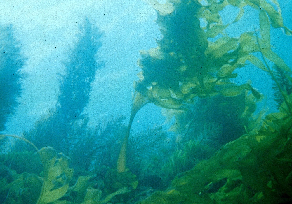 A underwater photograph of seaweed