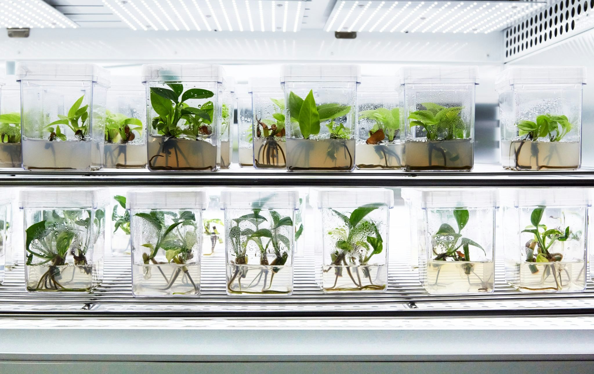 Neoplants' plants growing in the lab