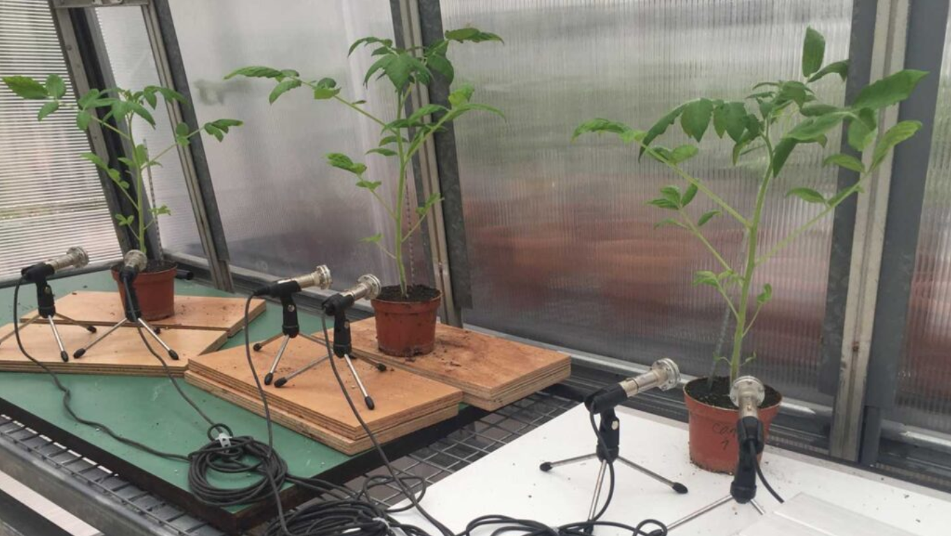 An image of potted plants with microphone set up facing them