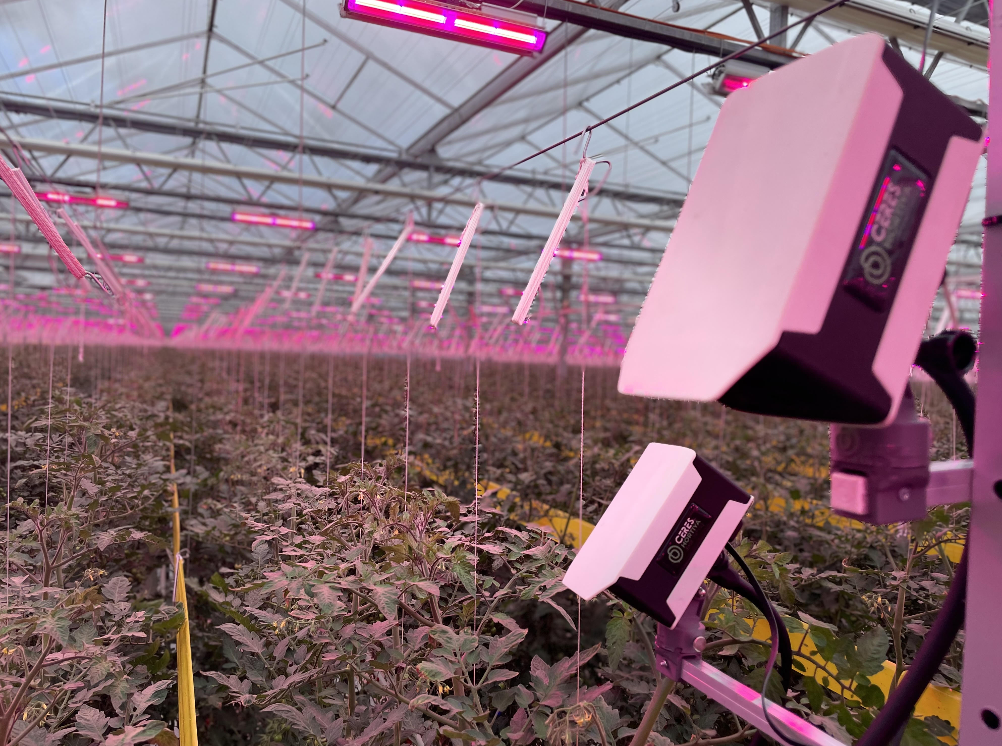 Camera-like sensors pointing at plants in an industrial-scale greenhosue