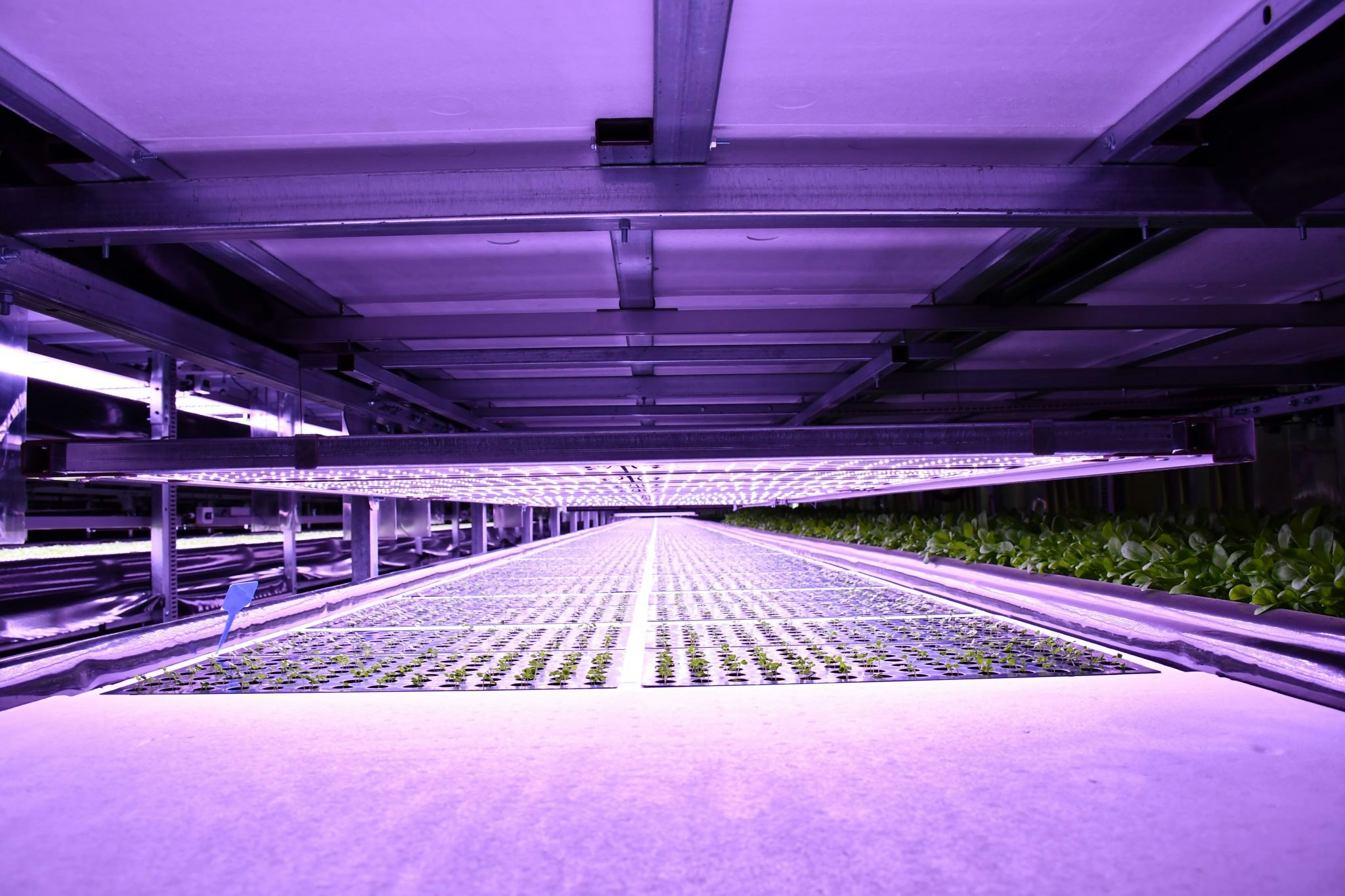 An image of Leafood's vertical farm, bathed in purple UV light