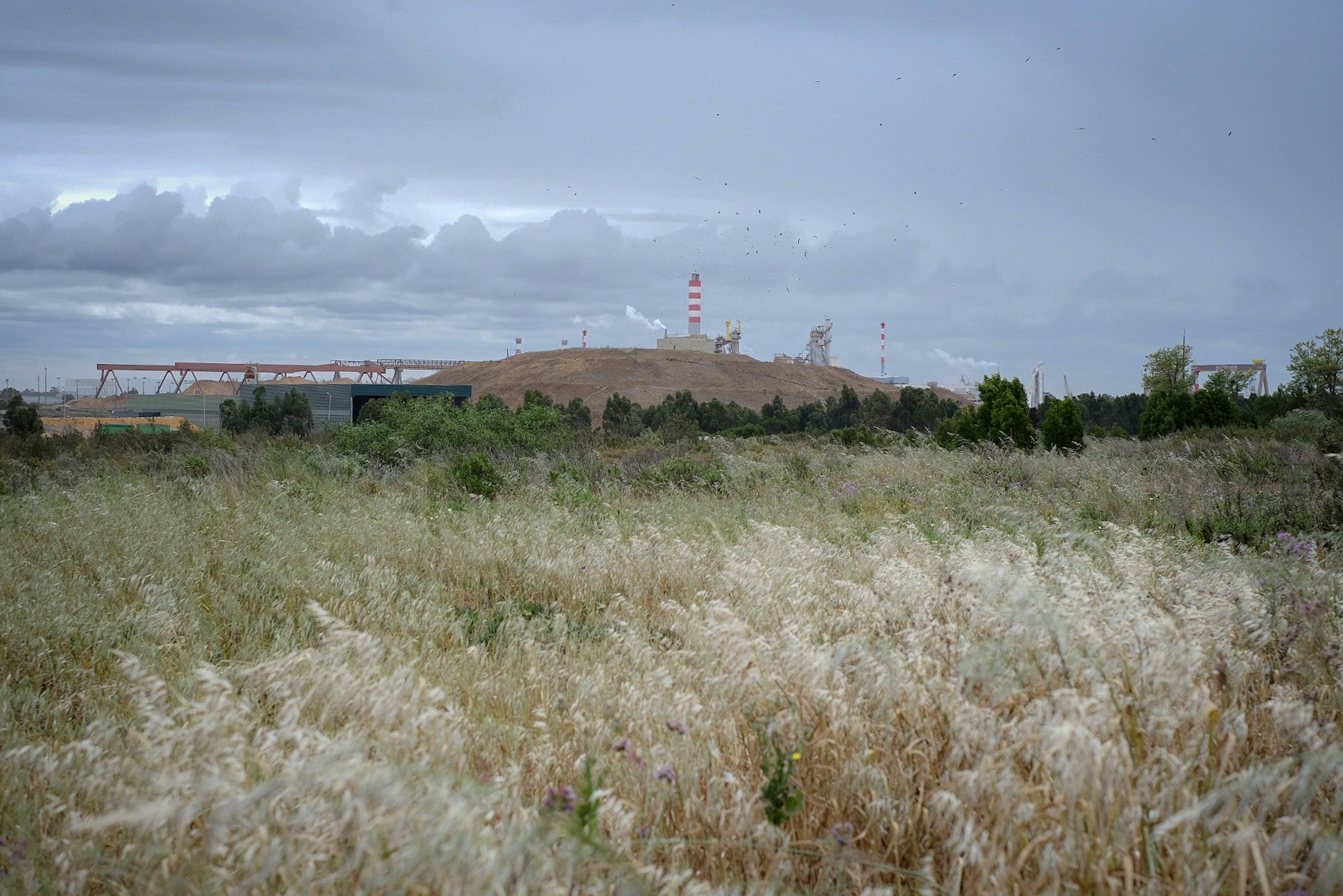 A photo of shrubland with a dark sky 