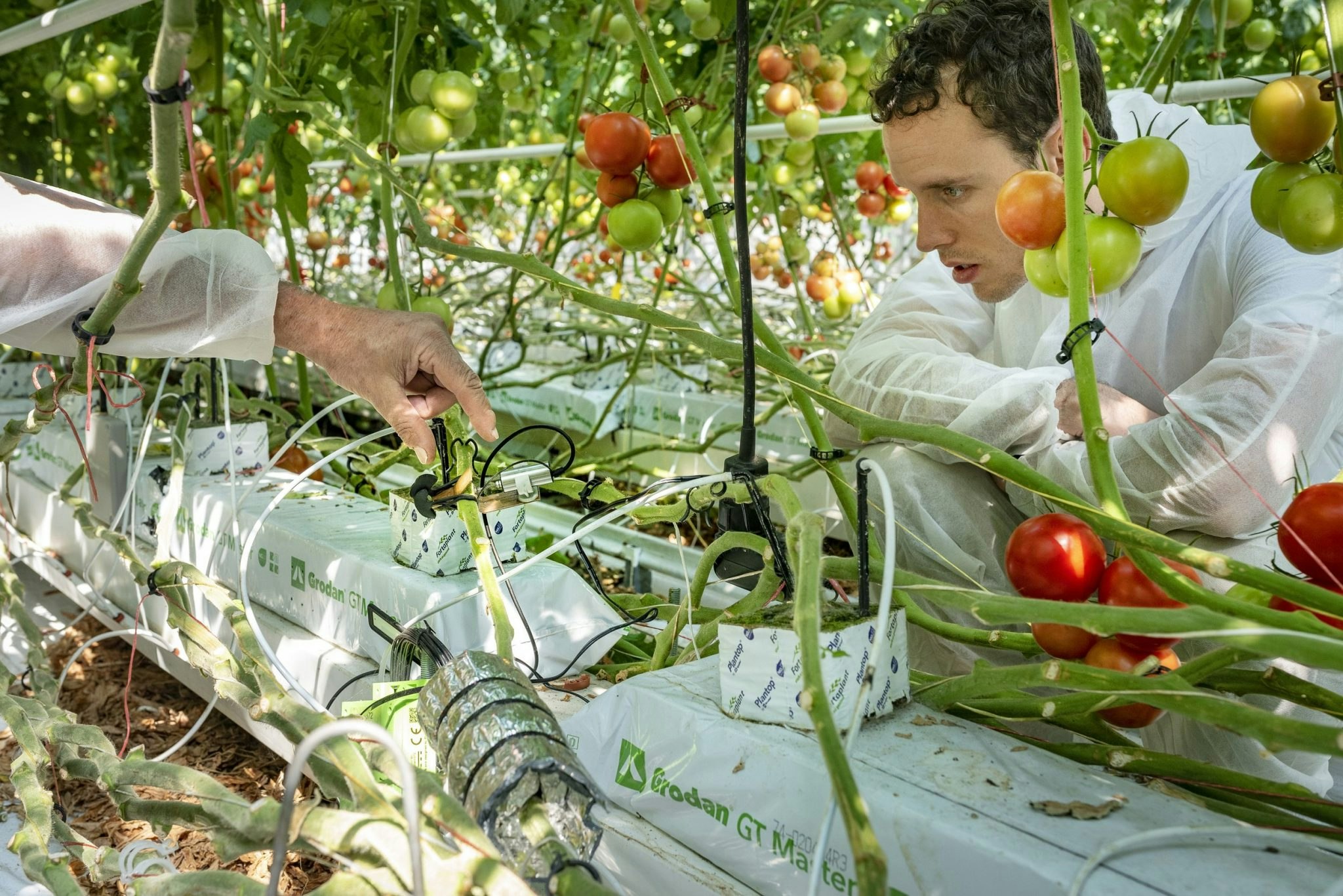An image of a man in a tomato-growing greenhouse looking at a sensor attached to a plant