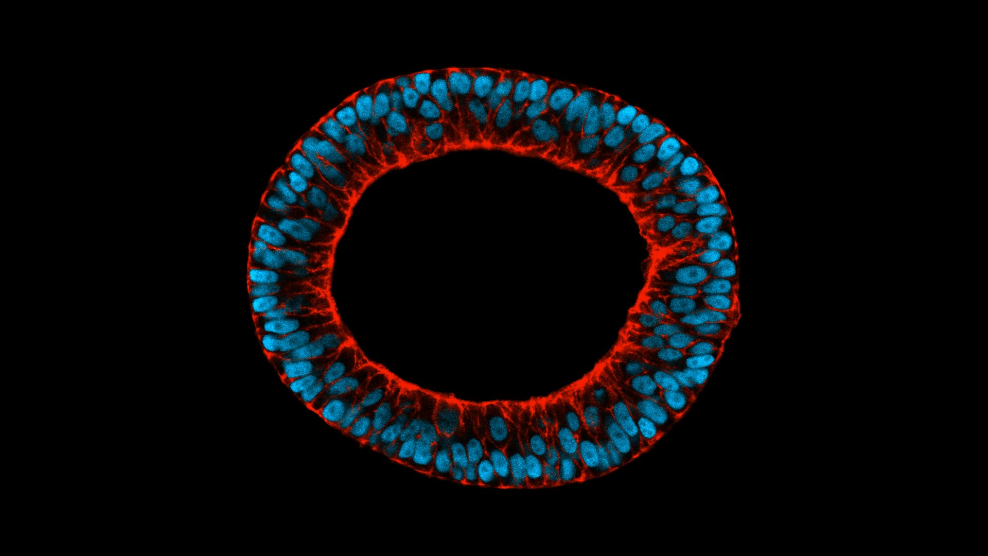 Picture of Treefrog's stem cells