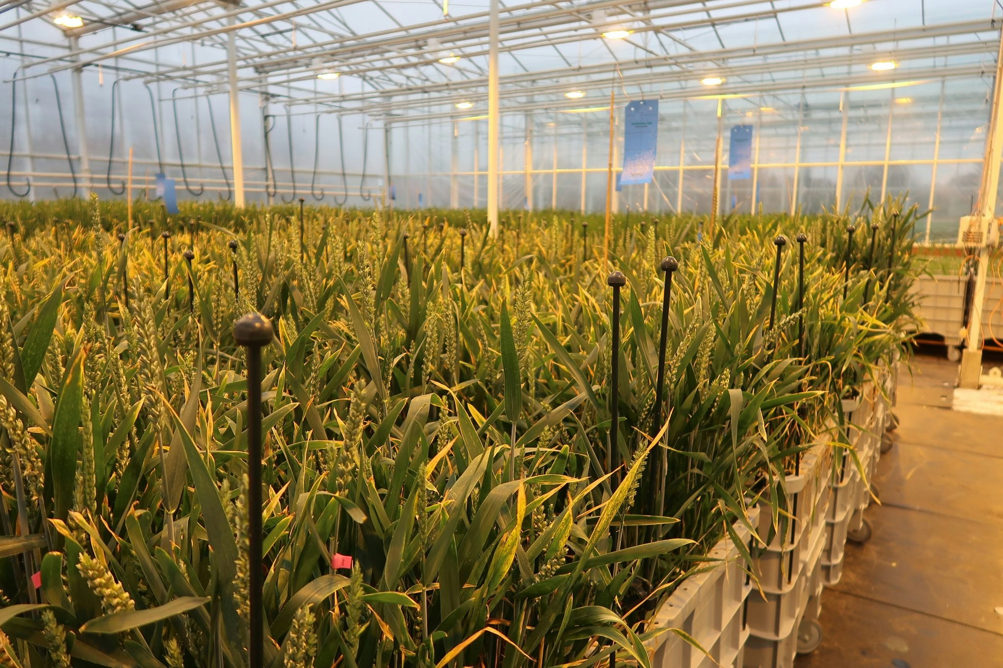 An indoor green space for testing.