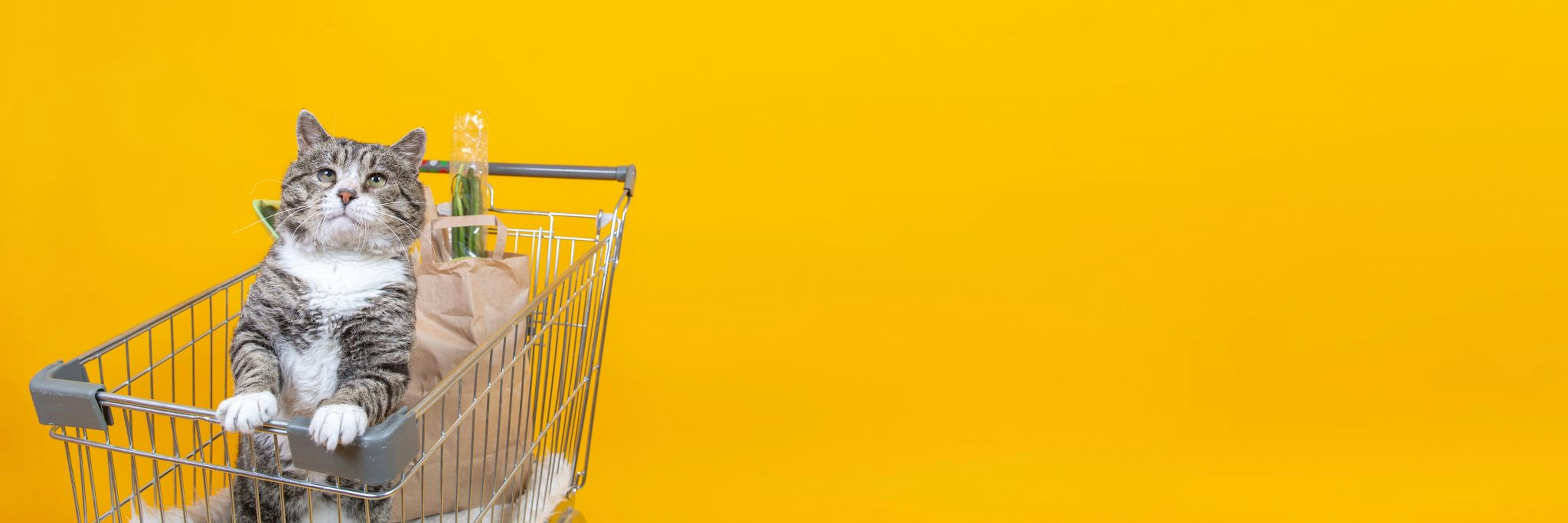 Inside the online food subscription service feeding 200k cats Sifted