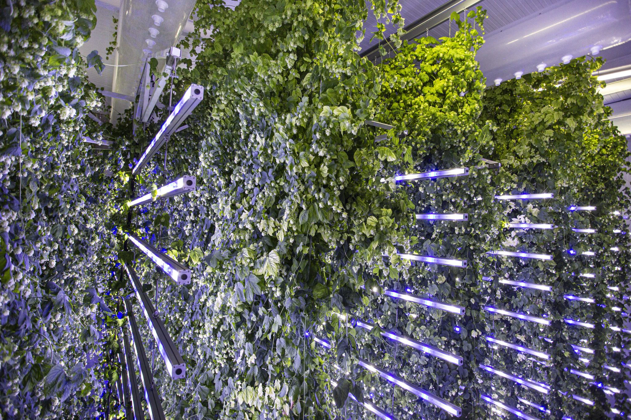 Hop plants grown at Ekonoke’s plant in Chantada, Galicia.