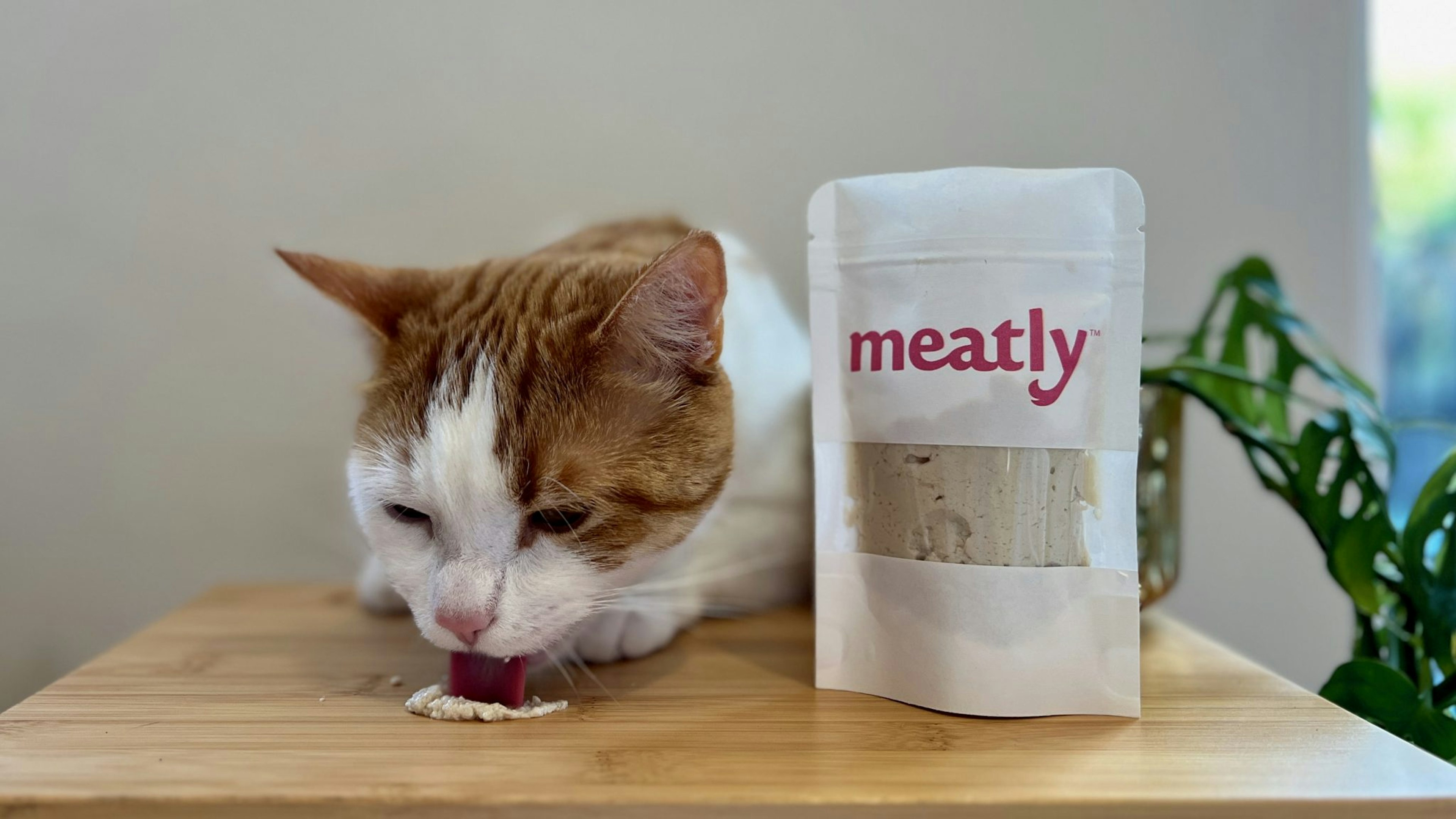 A cat eating Meatly's cultivated chicken pet food 