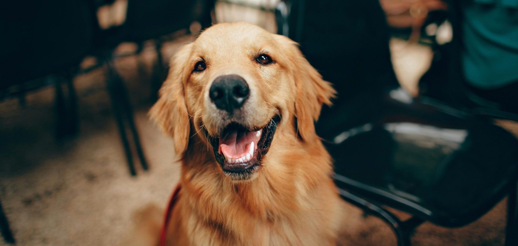 No guts, no glory: The microbiome startups working with pets