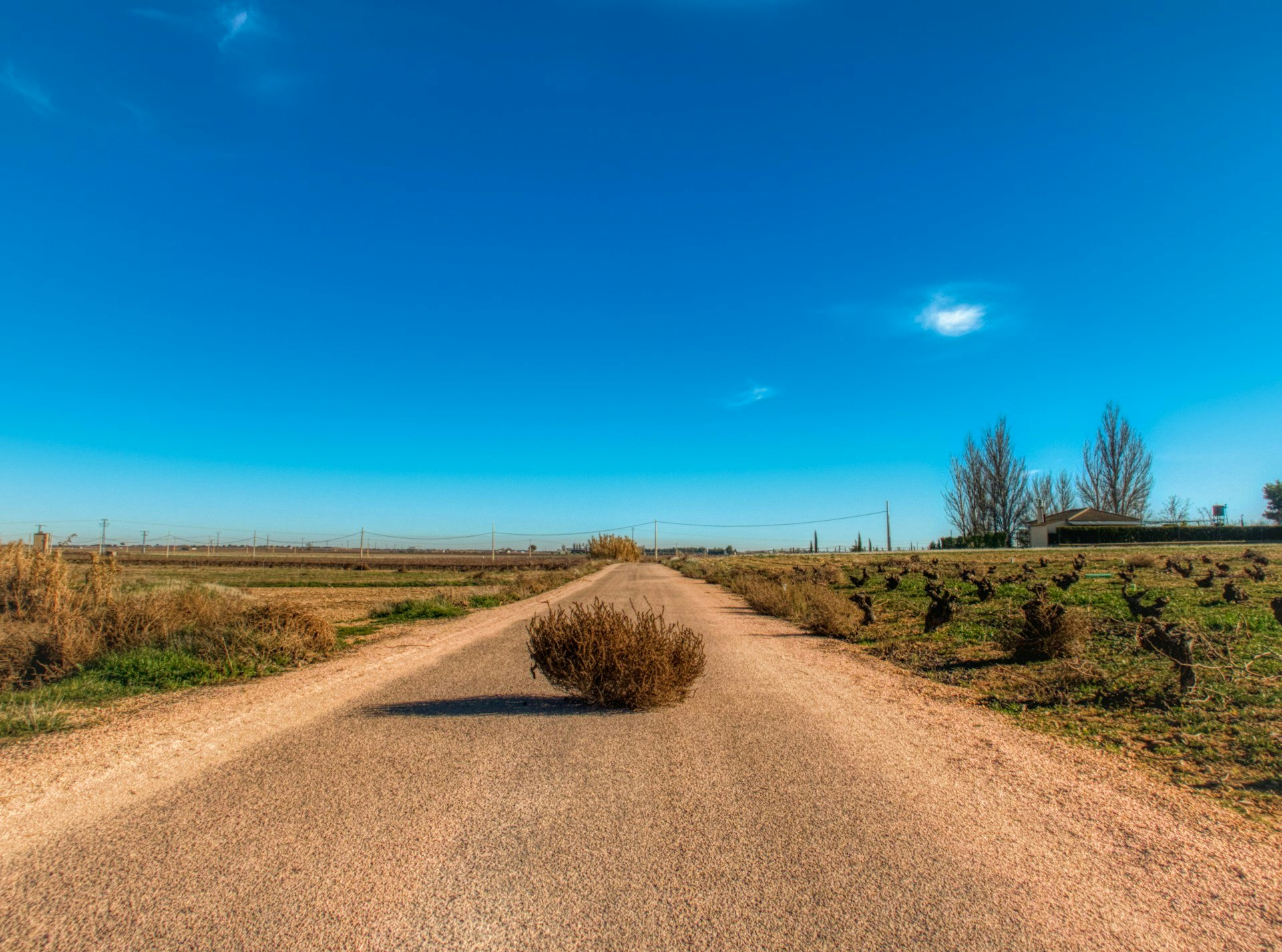 tumbleweed