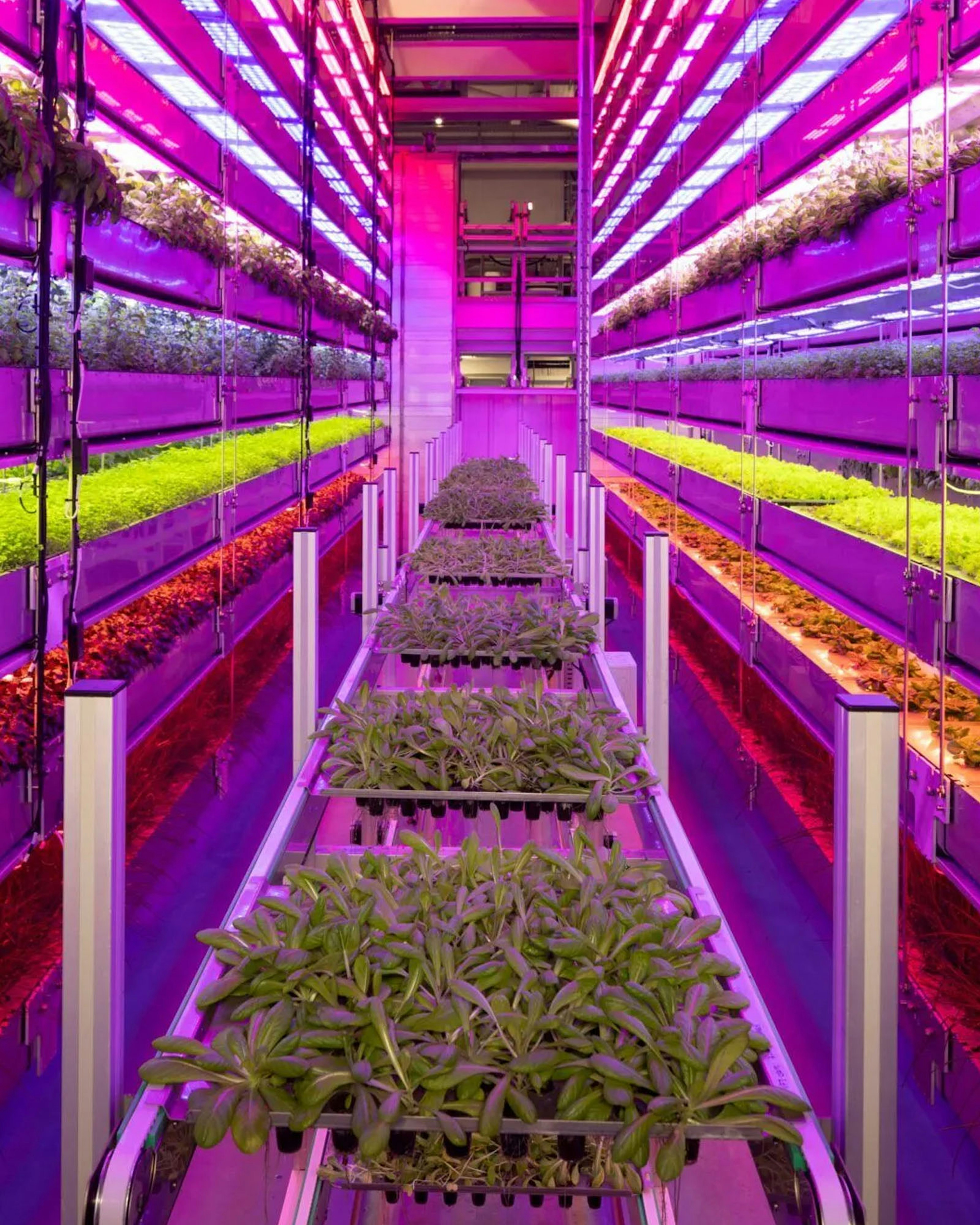 UK agritech Vertical Future up for sale after losses mount